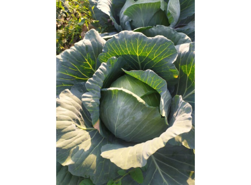 Семена капусты белокочанной Канзас F1 (65-70 дней), 2500 сем. Lark Seeds